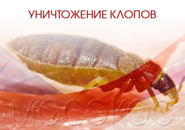 Уничтожение клопов в Орехово-Зуеве