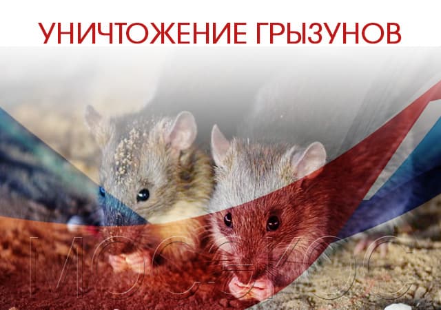 Проведение дератизации в Орехово-Зуеве