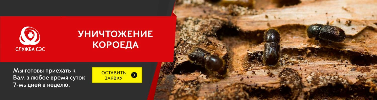 Уничтожение короеда в Орехово-Зуеве