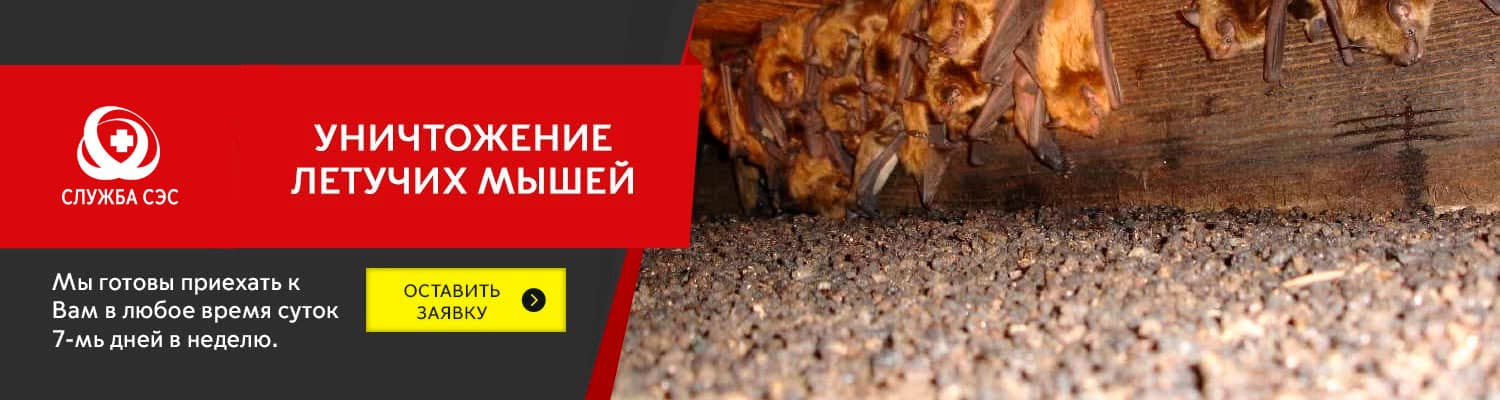 Уничтожение летучих мышей в Орехово-Зуеве